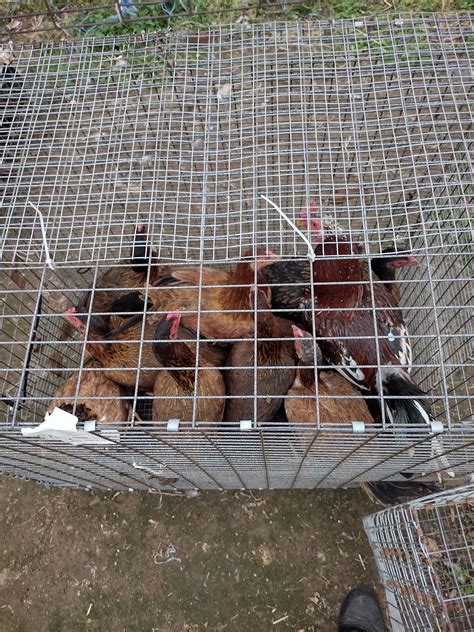 Goodman Mo Poultry Auction