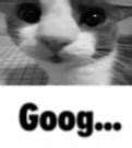 Goog Cat