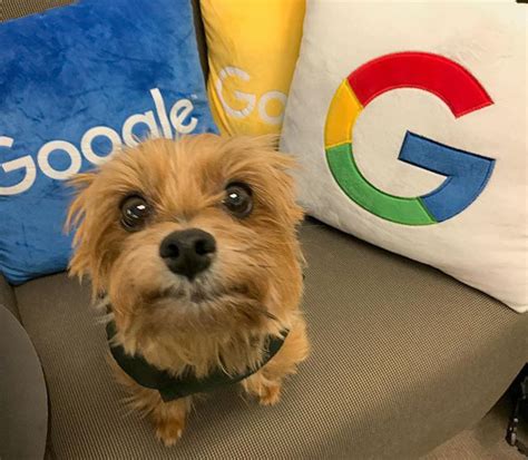 Everything You Need To Know About Google Dogs
