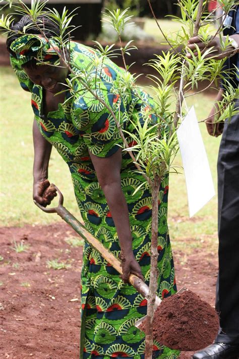 google wangari maathai nobel prize