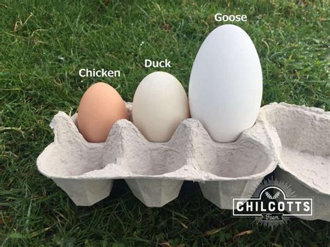 goose egg size