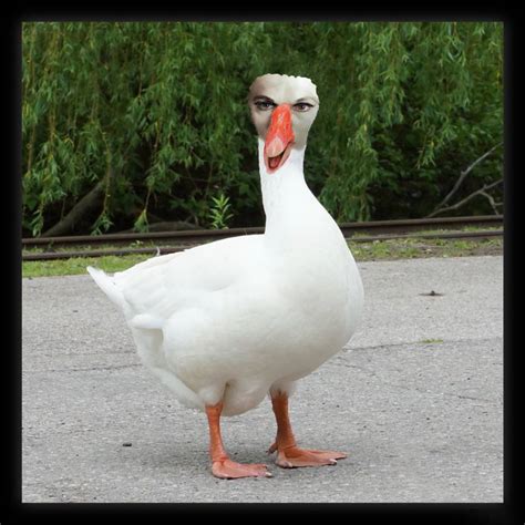 goosed!   a bisexual fable