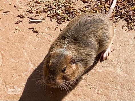 Gopher Removal