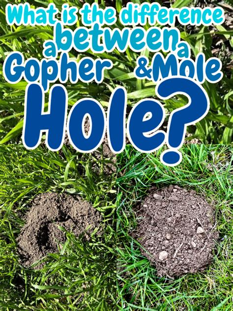Gophers and Moles Wise