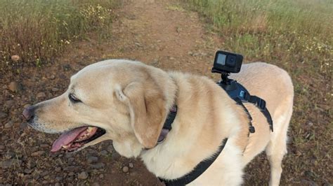 Gopro Camera For Dog
