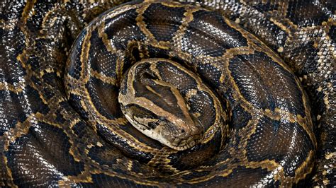 gopro florida python video