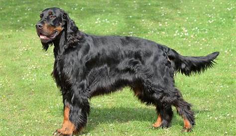 Gordon Setter - Dog Breed Information and Images -K9 Research Lab