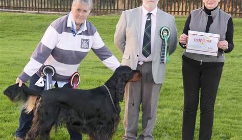 Scottish Gordon Setter | Gordon setter, Dog breeds, Animals