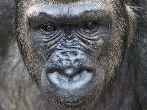 Gorilla Face