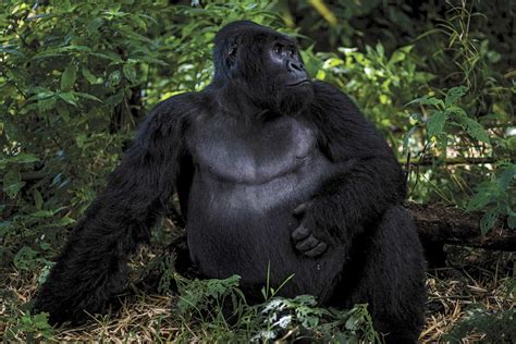 gorilla in the congo rainforest