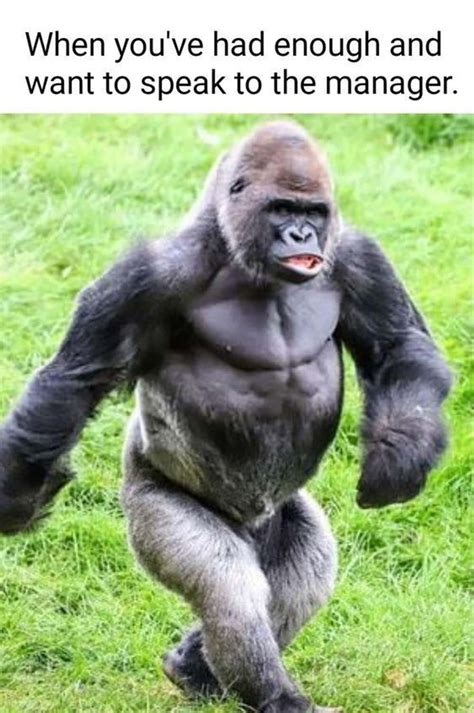 Gorilla Meme