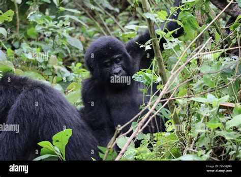 Gorilla Tracking in Bwindi Impenetrable Forest