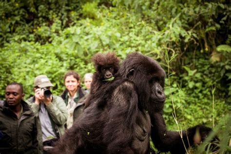 gorilla tracking in rwanda
