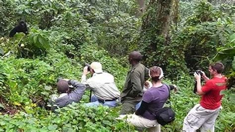 Gorilla Tracking Or Trekking