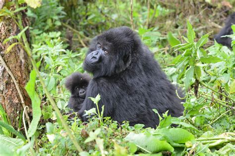 gorilla trekking tips