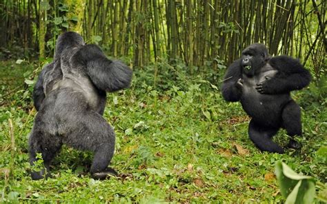 gorilla vs gorilla fight