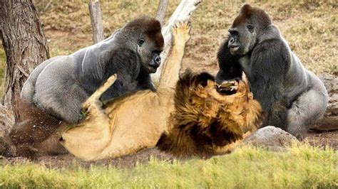 gorilla vs lion fight