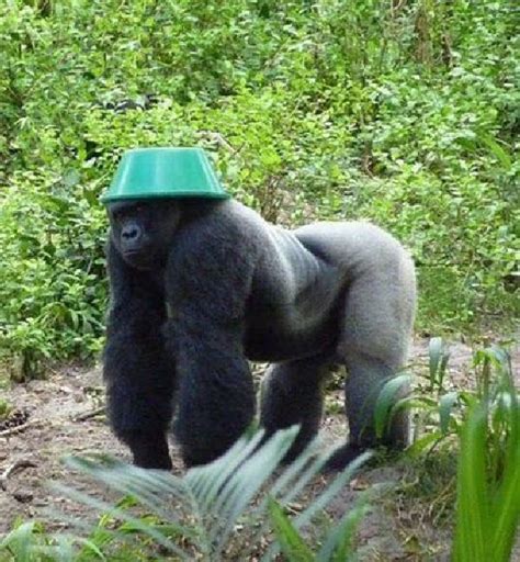 Gorilla Wearing A Hat