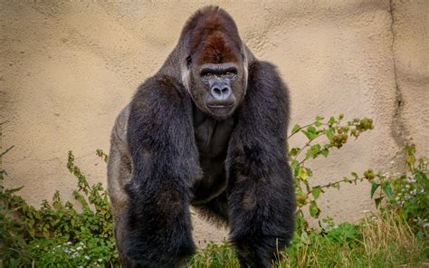 gorillas coming to the indianapolis zoo