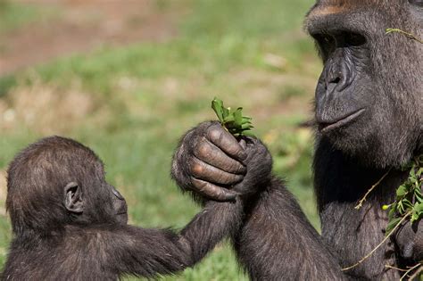 Gorillas Holding Hands