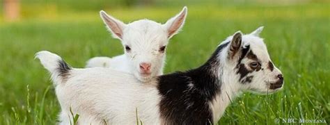 got your goat farm washington ct