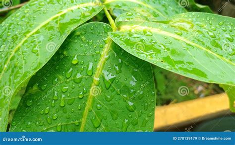 Gotas Hojas De Guayaba