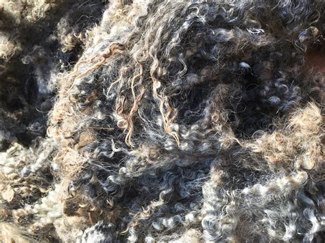 gotland sheep fleece for sale