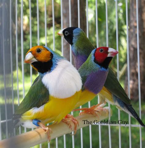 gouldian finch for sale