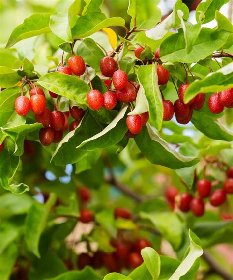 goumi berry bushes for sale
