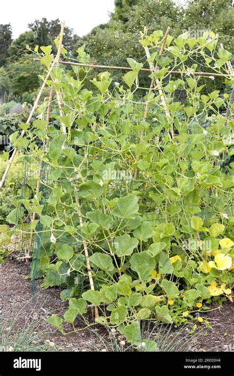 Gourd Growing Vines