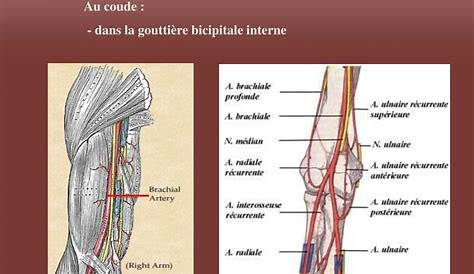 Gouttiere Bicipitale Interne Coude PPT Indications Thérapeutiques Et Traitement Chirurgical