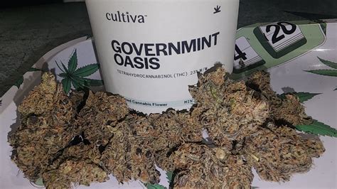 Discover Governmint Oasis Strain: A Game-Changer in Cannabis Variety