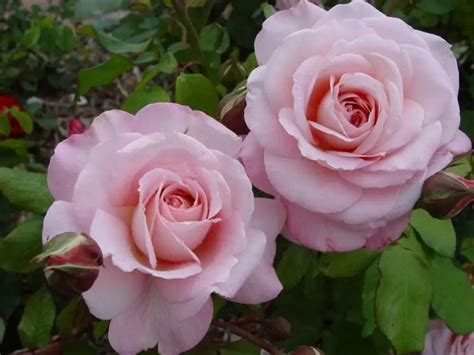 Grace Rose: Unveiling the Beauty Secrets Behind Her Success