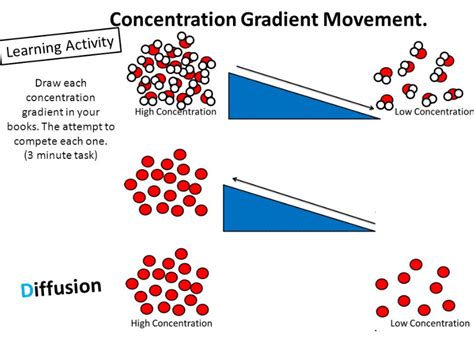 gradient meaning in biology