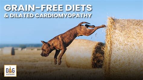 grain free and cardiomyopathy