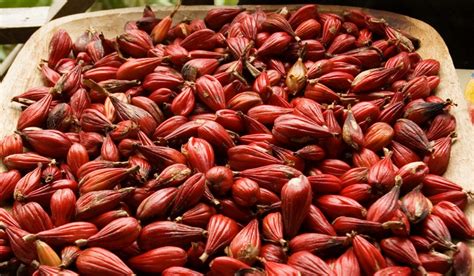 grains of paradise fruit