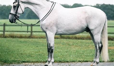 Horse for sale FEI Grand Prix Dressage Schoolmaster