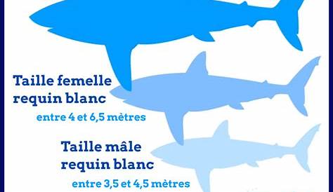 Un énorme requin blanc de 450 kg et de 3,65 mètres de long