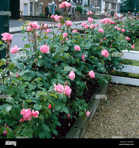 Grandiflora Rose Beauty Unveiled A Comprehensive Guide