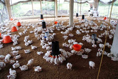 granja de pollos de engorde proyecto