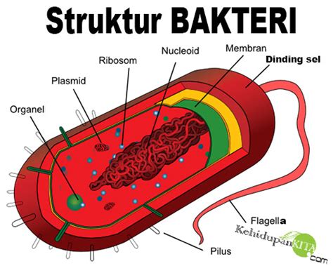 Fungsi Granula Makanan pada Bakteri: Kelebihan, Kekurangan, dan Penjelasan Secara Detail