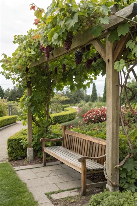 grape arbor meaning