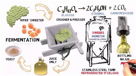 Grape Fermentation Lab