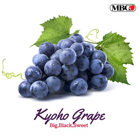 Grape Fruit Kyoho