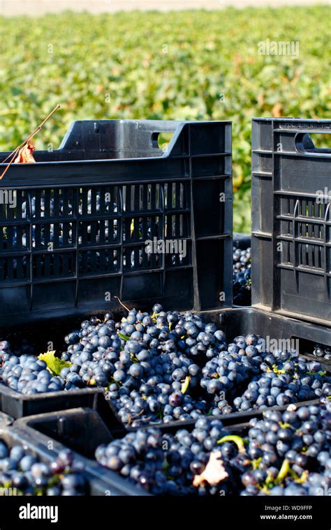 Grape Harvest Crates