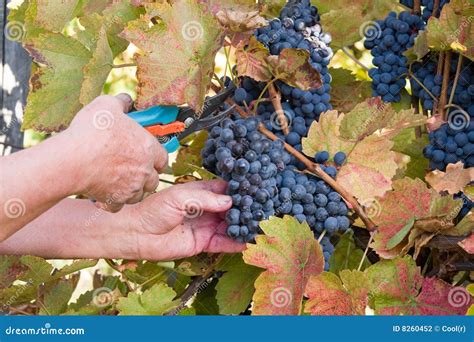 grape harvesting