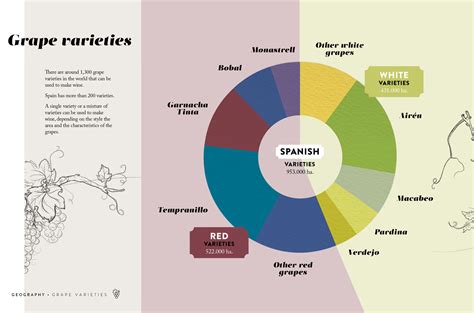Grape In Spanish To English
