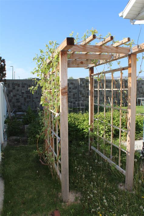 Grape In Your Garden