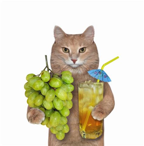 Grape Juice Cat