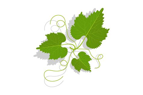Grape Leaf Graphics